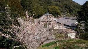 景色の良い金熊寺