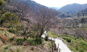 金熊寺梅林内の歩道