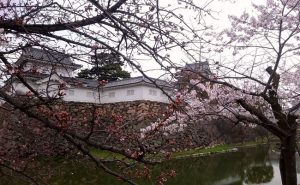 岸和田城の桜