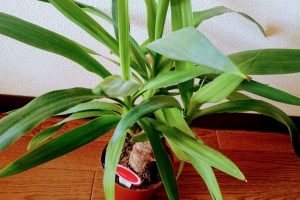 観葉植物のユッカ