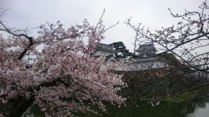 岸和田城と桜