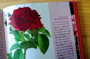 ザ・ダーク・レディという薔薇