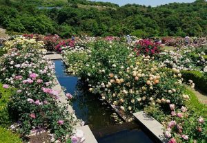 泉南・花咲きファームの水辺