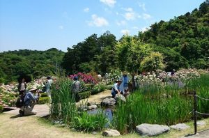 泉南市のローズガーデンの川