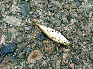 豆アジが深日港で釣れた