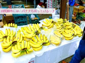 田尻漁港の日曜朝市のバナナ