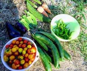 夏野菜のトマト・ゴーヤー・オクラ