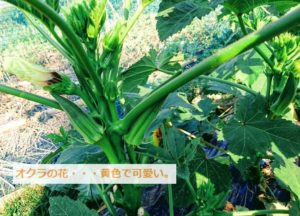 夏野菜のオクラ