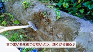 サツマイモ畑のさつまいも掘り