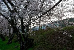 阪和線の山中渓の桜