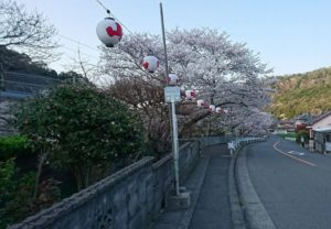 夜桜も楽しみな山中渓の桜