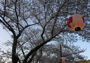 山中渓駅の桜のライトアップ