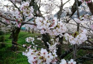 山中渓の花見